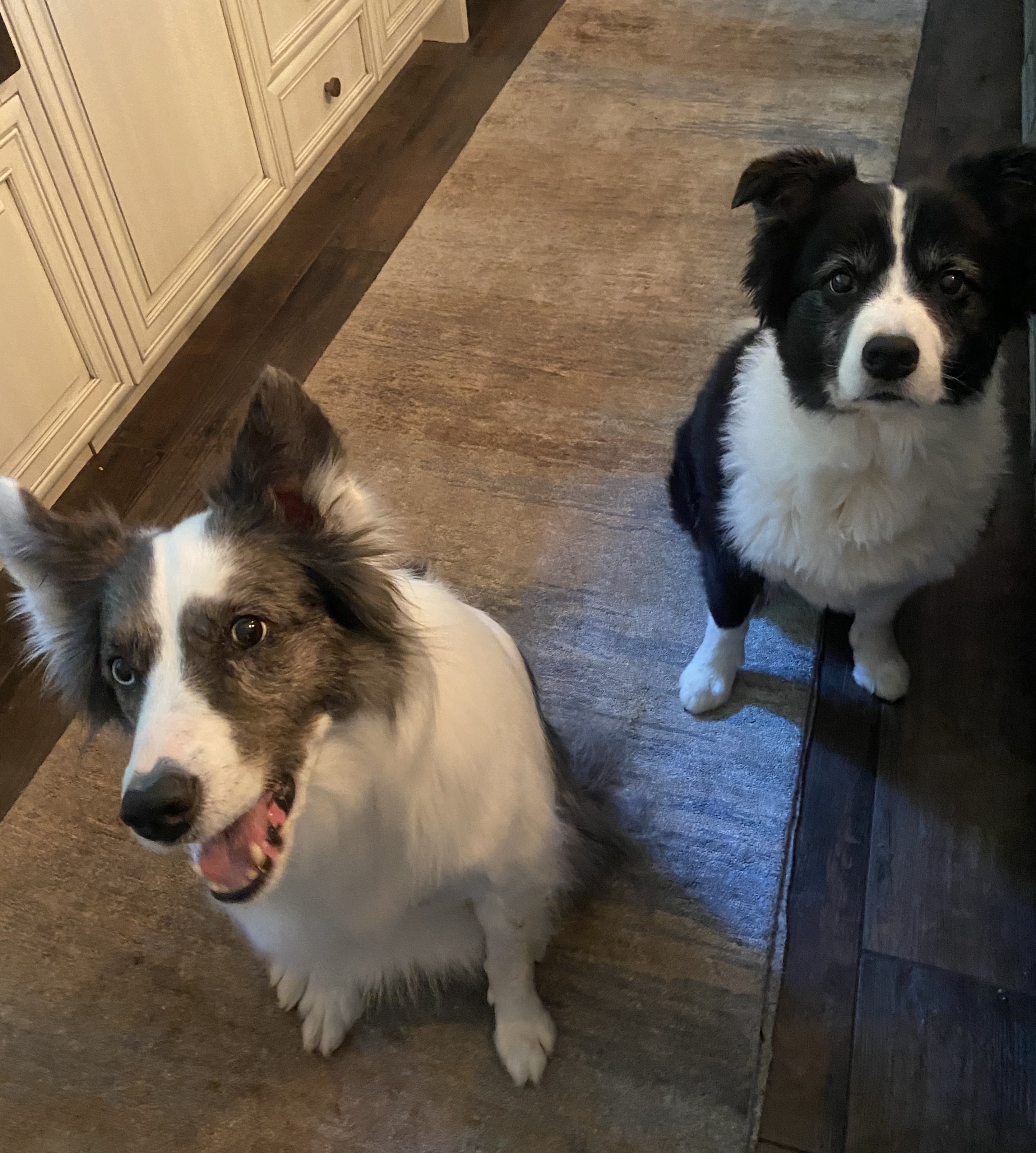 “Bella & Loki ”