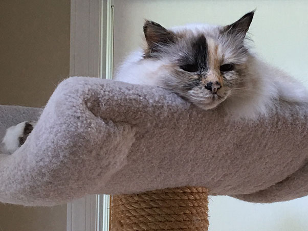 “Bella”