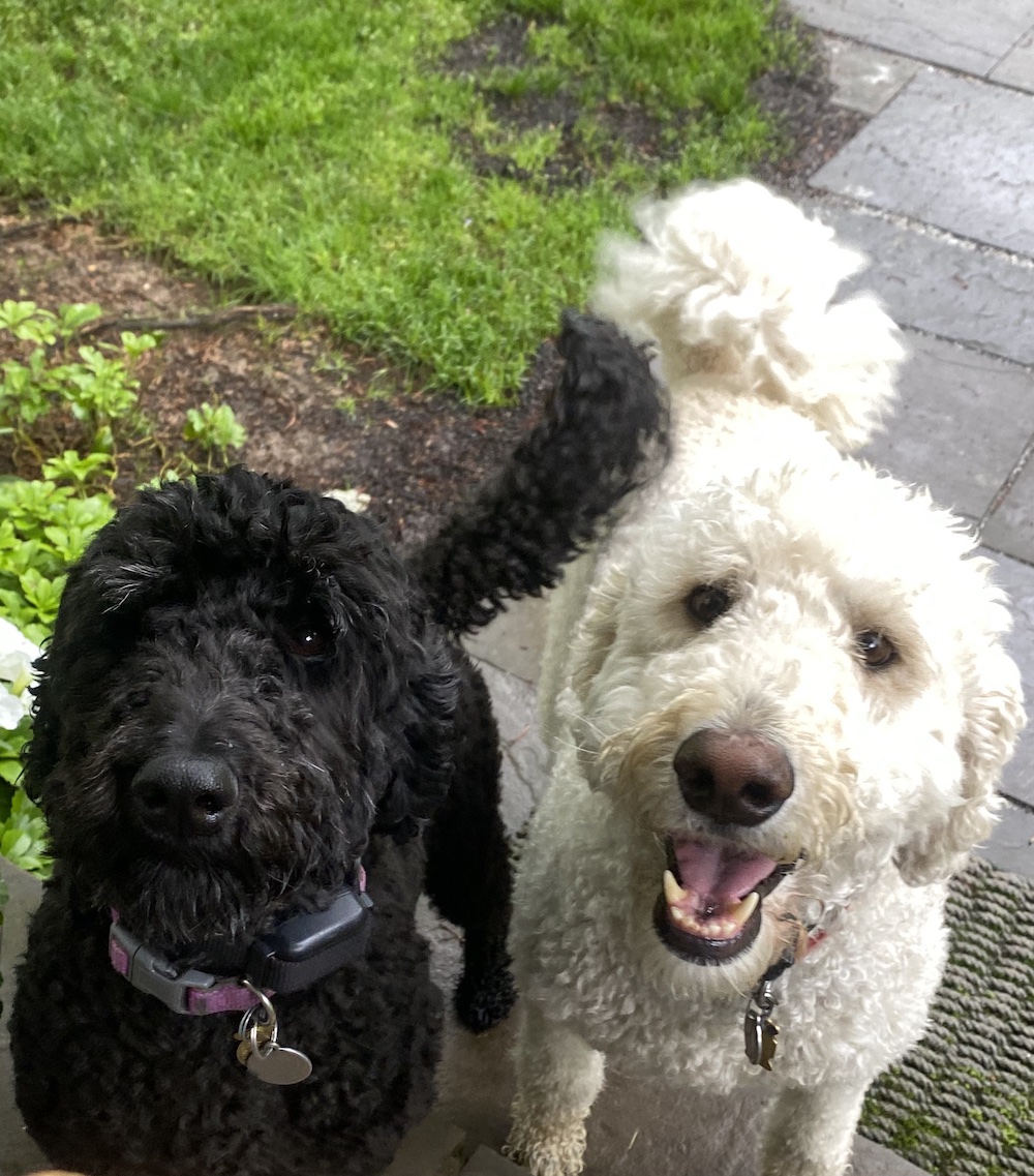 “Daisy & Ripple”