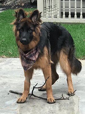 “Koda