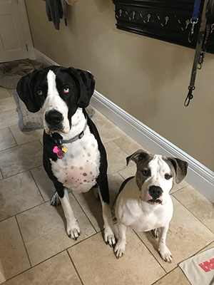“Lucy & Bosco”