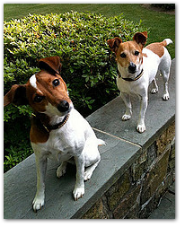 Linus & Clyde